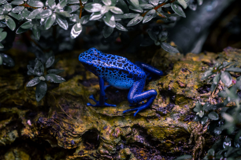 Dendrobates tinctorius var. azureus